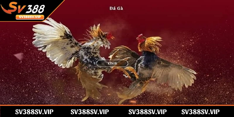 SV388 là nền tảng giải trí đá gà trực tuyến được ưa chuộng số 1
