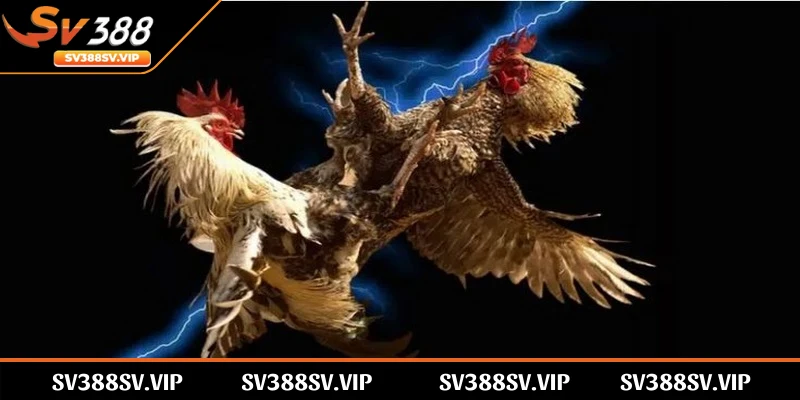Đá gà CPC1 là hình thức thi đấu nổi bật và thu hút được nhiều sự chú ý