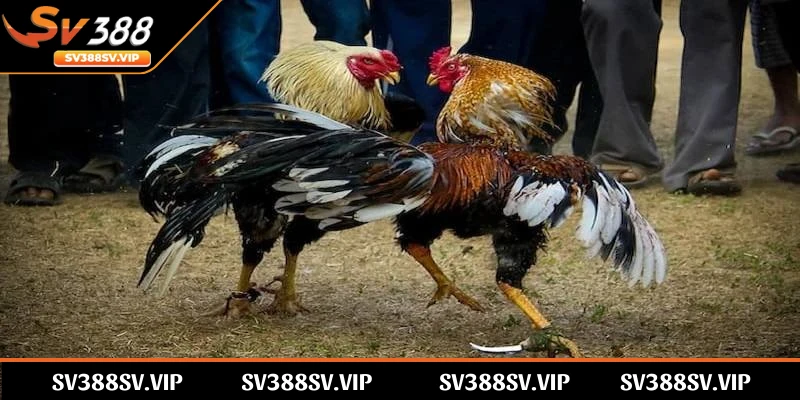 Khám phá đôi nét thú vị về bộ môn đá gà cựa dao