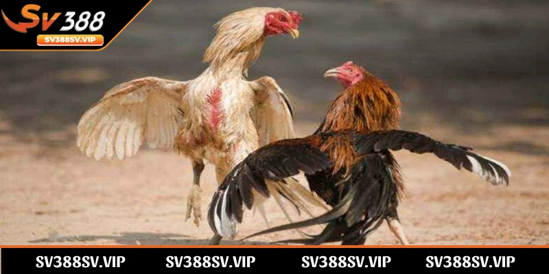 Các quy định giúp bảo đảm tính công bằng và an toàn cho cả chiến kê và người chơi