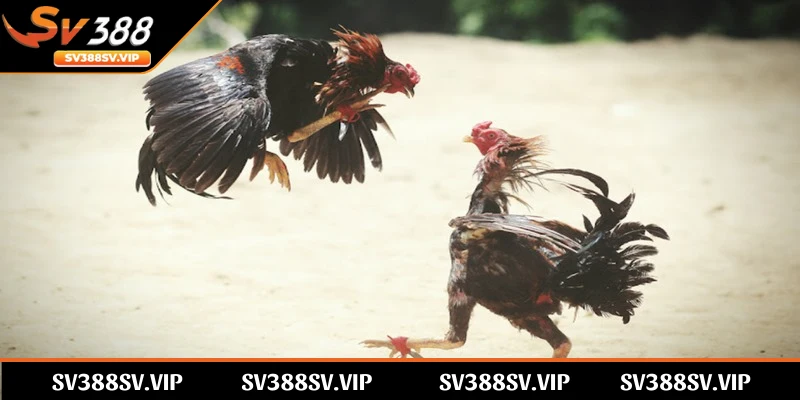 Cựa gà đóng vai trò quan trọng trong việc giúp chiến kê tấn công đối thủ