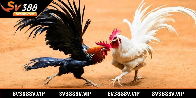 Đặc điểm nổi bật của những ván cá cược đá gà mạng