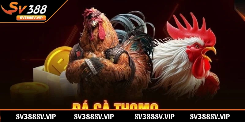 Sự kiên cường của chiến kê đã tạo nên sức hút mạnh mẽ cho chọi gà Thomo