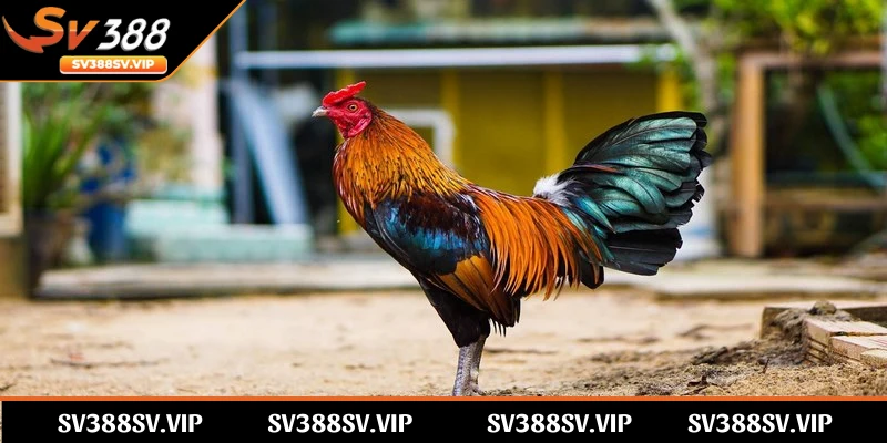 Cách thức tham gia chơi đá gà tre SV388