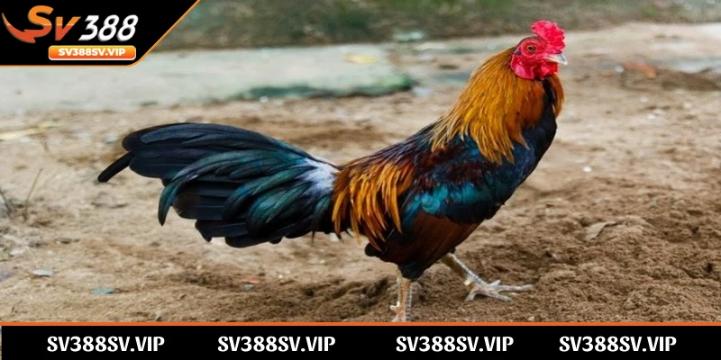 Chiến kê phải tấn công đối phương, cố gắng làm đối thủ không thể tiếp tục đấu