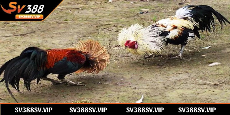 Giới thiệu tổng quan về bộ môn đá gà tre SV388