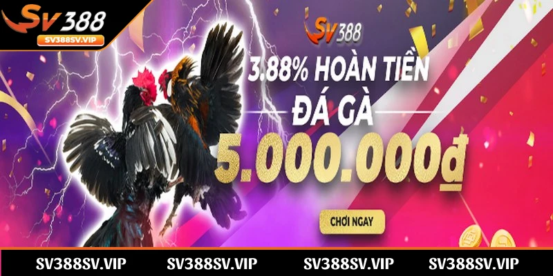 SV388 cung cấp chương trình hoàn trả hấp dẫn dành riêng cho Đá gà