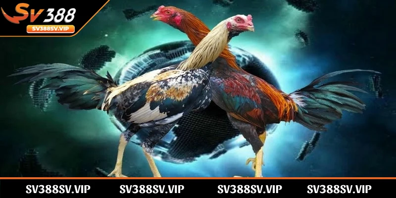 SV388 bảo trì để duy trì uy tín với bet thủ trên thị trường