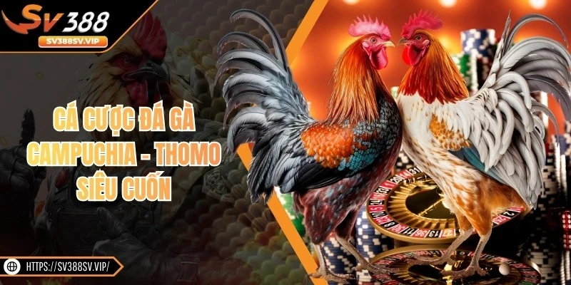 Cá cược đá gà Campuchia - Thomo siêu cuốn