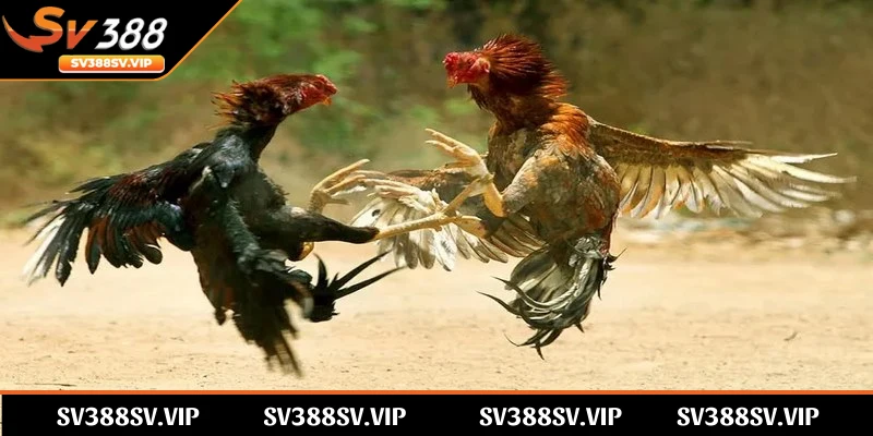 Fun88 cung cấp dịch vụ đá gà trực tiếp với chất lượng tuyệt vời