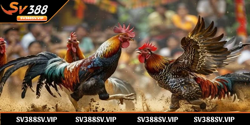 Tìm hiểu định nghĩa cơ bản về app đá gà trực tuyến